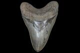 Serrated, Lower Megalodon Tooth - Georgia #69764-1
